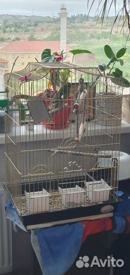 Отдам бесплатно попугая какарика в хорошие руки