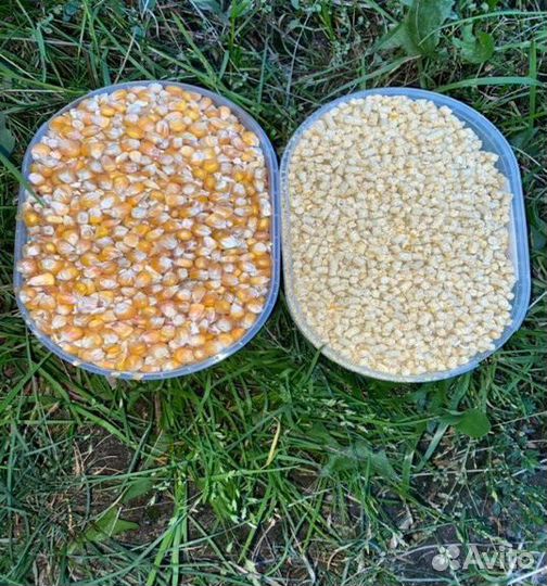 Кукуруза в гранулах