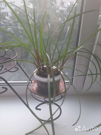 Зефирантес выскочка