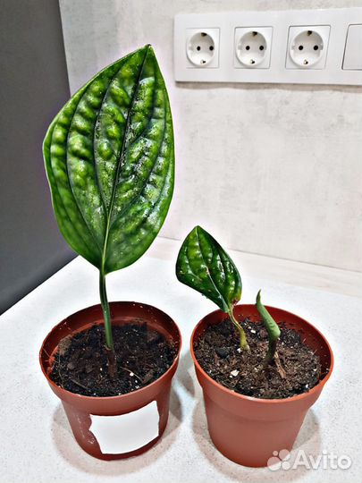 Лианы сортовые