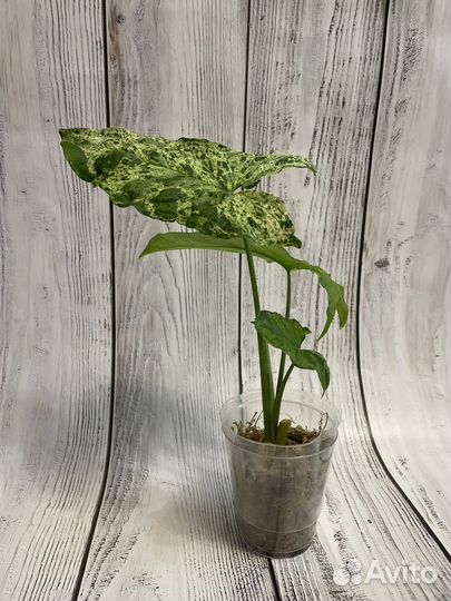 Сингониум mottled