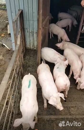 Поросята 7 месяцев