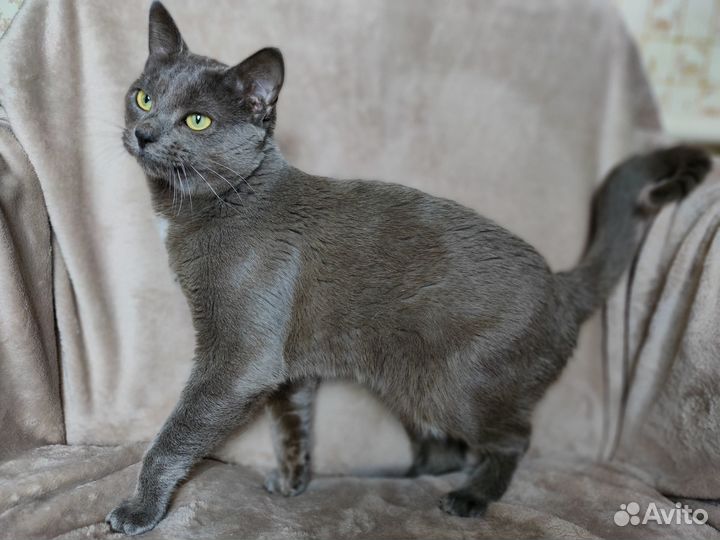 Серый котик