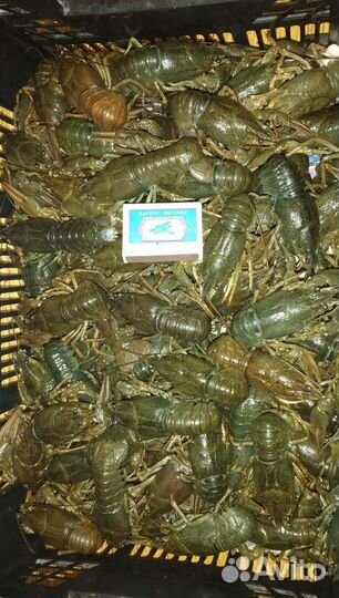 Раки вкусные