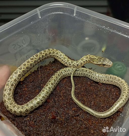 Узорчатый полоз