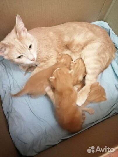 Котята рыжинькие