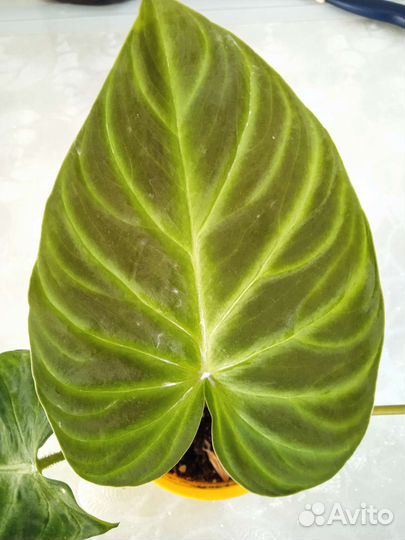 Филодендрон веррукозум бородавчатый