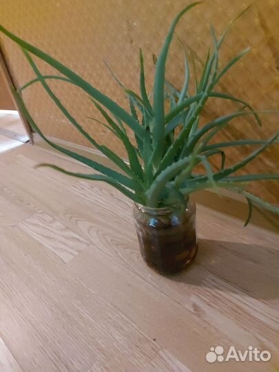 Алоэ столетник