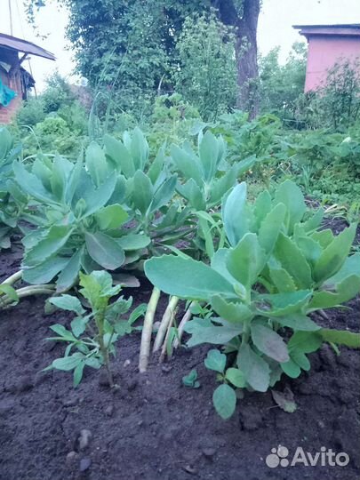 Очиток цветы