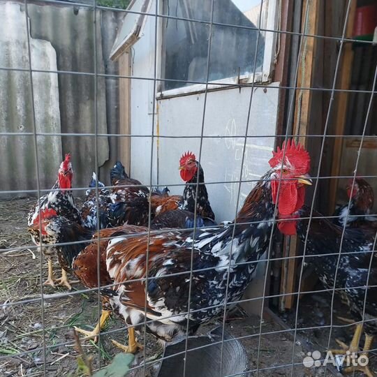 Молодые петухи