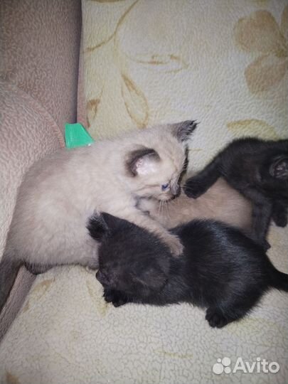 Котята в дар бесплатно