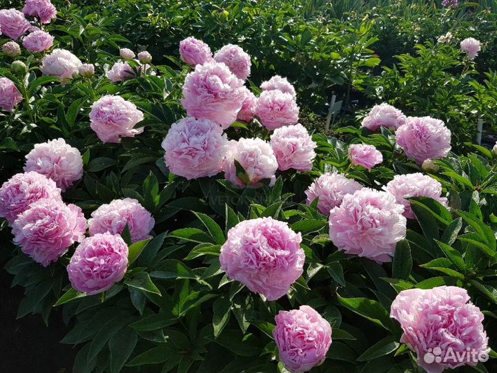 Пион Пинк Джайант