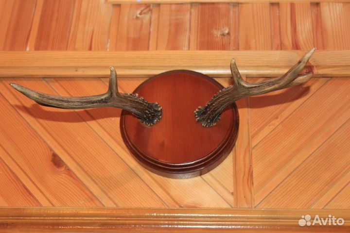 Рога Косули