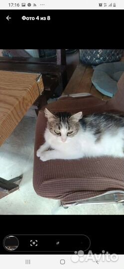 Кошка в дар бесплатно