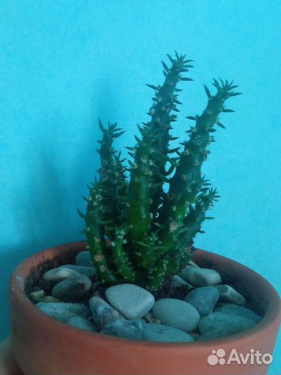 Кактусы и суккуленты