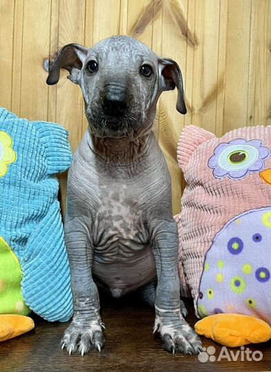 Ксолоитцкуинтли стандарт