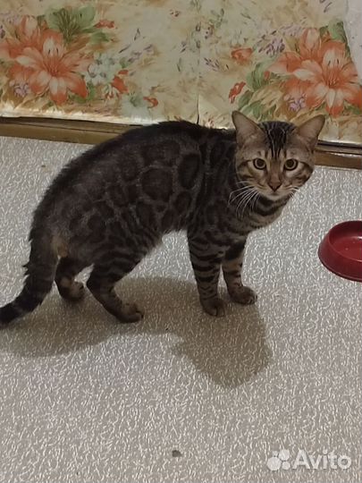 Бенгальский кот