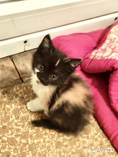 Кошечка трехцветная (окрас Калико) Борзя