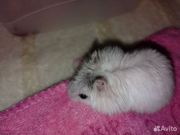 Джунгарский хомяк