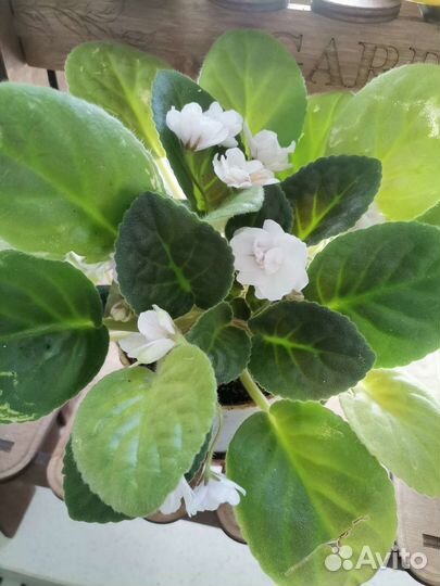 Детка Фиалки