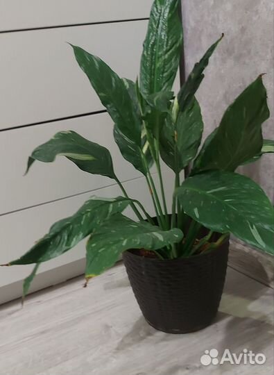 Спатифиллум даймонд и сенсация варигатная