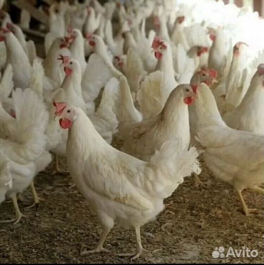Куры несушки