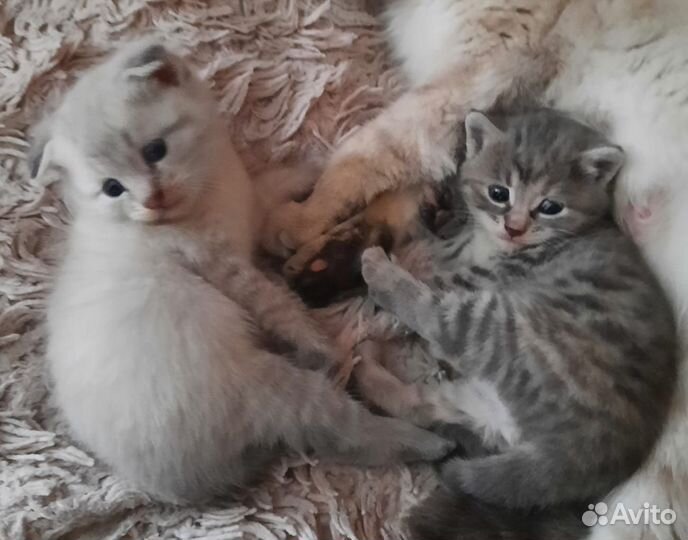 Котята