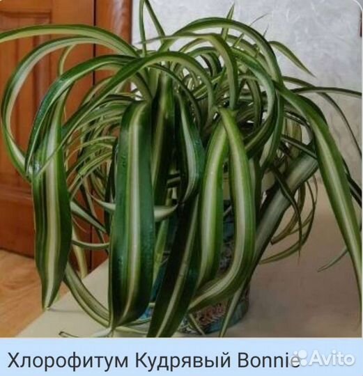 Лучшее растение для дома (5 видов )