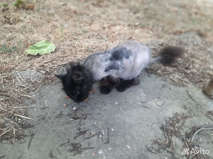 Кошки в добрые руки бесплатно