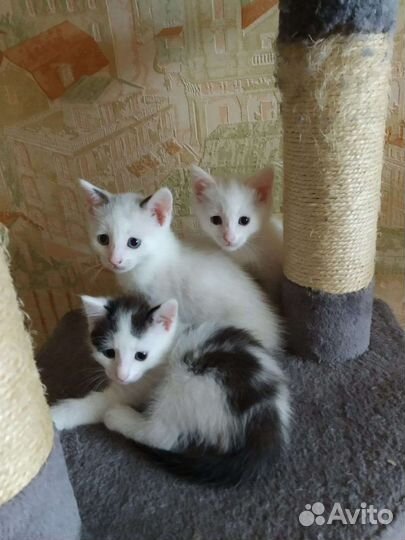 Котята ищут дом