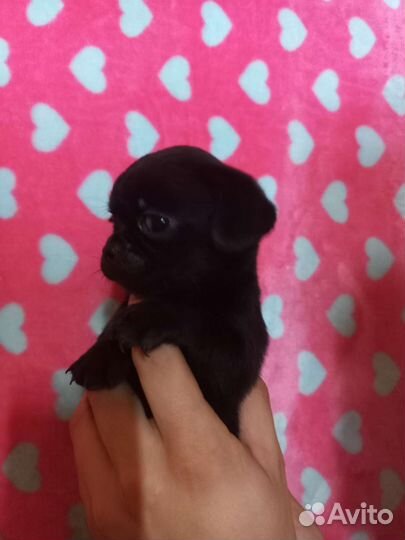 Щенки чихуахуа