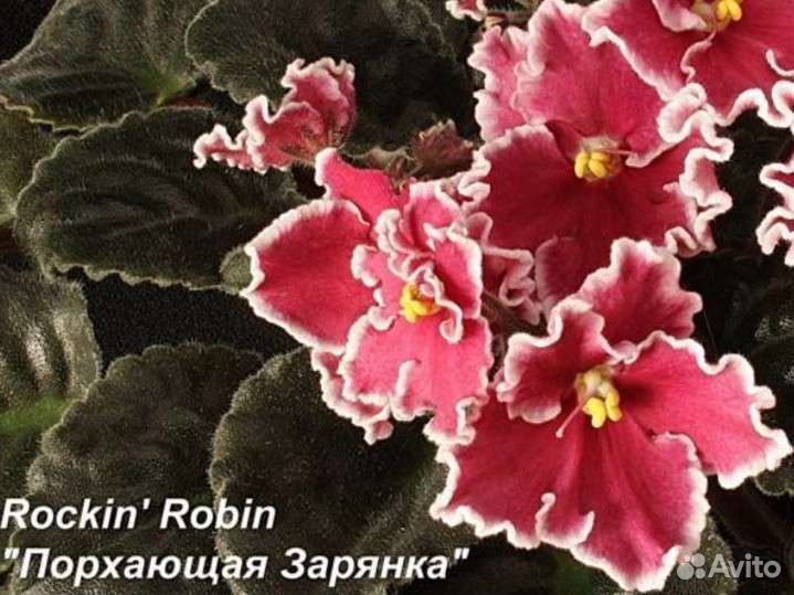 Фиалка Порхающая зарянка