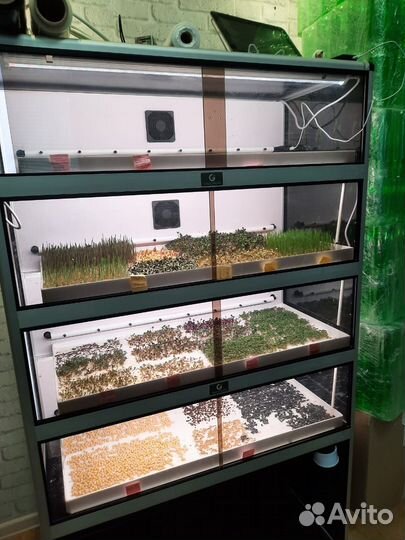 Витрина для выращивания микрозелени green bar