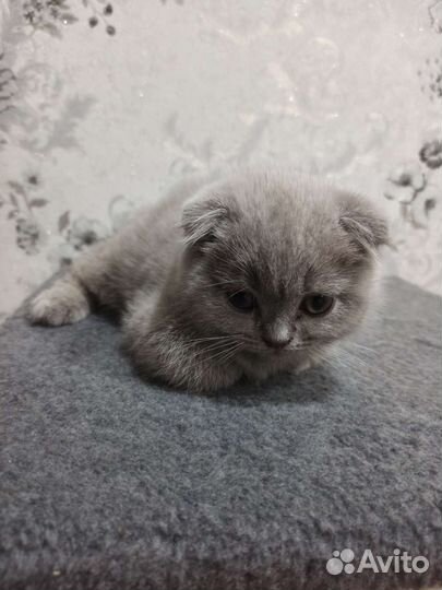 Британские вислоухие котята серые