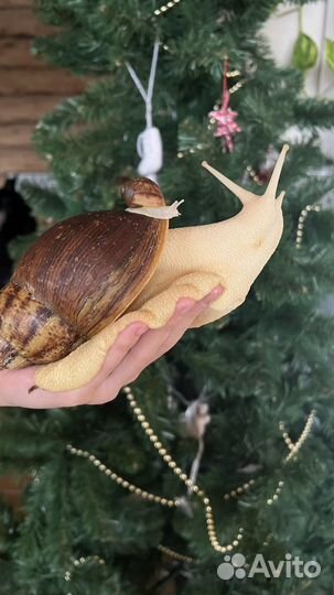 Улитки Архахатины Маргината Овум