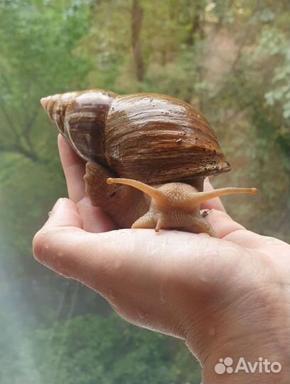 Улитарий/террариум, улитки бесплатно, ахатины