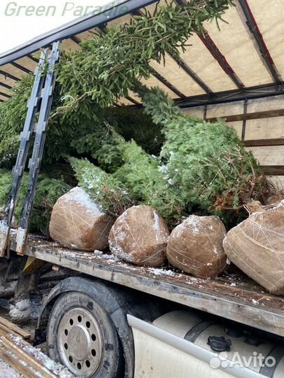 Ель обыкновенная