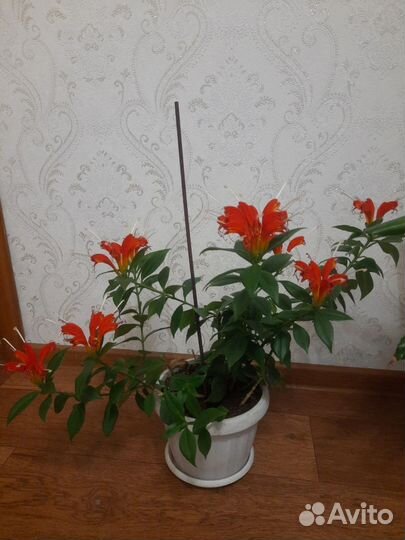 Эсхинантус