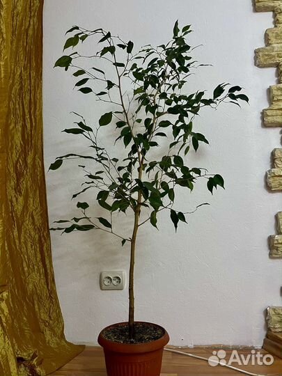 Фикус Бенджамина 1,40 см