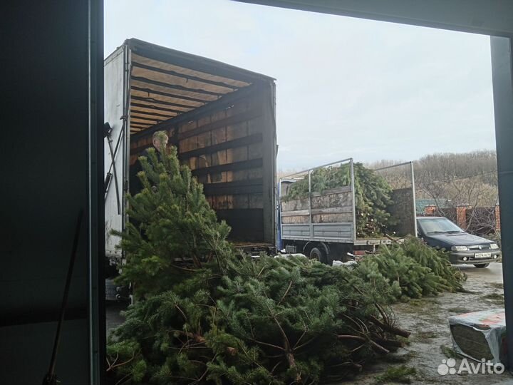 Сосна новогодняя оптом и в розницу