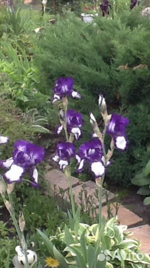 Ирисы, цветы многолетние цветы