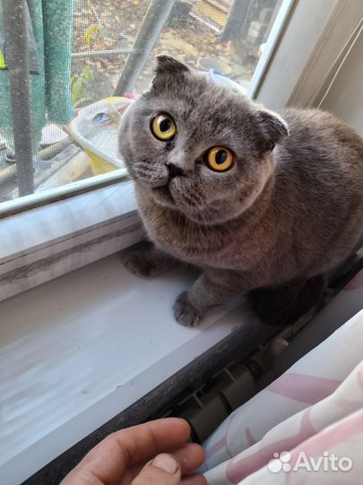 Шотландская вислоухая кошка