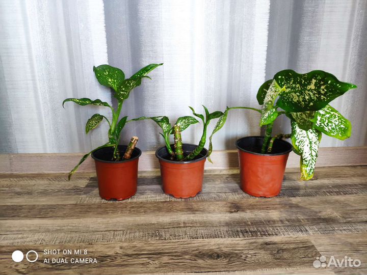 Диффенбахия