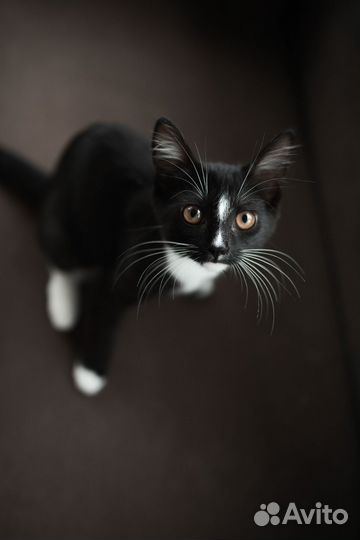 Кошечка в добрые руки