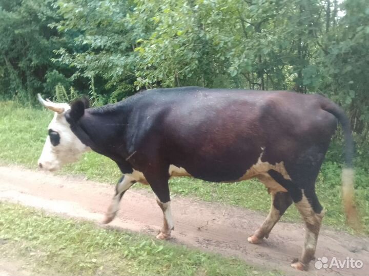 Корова, бык