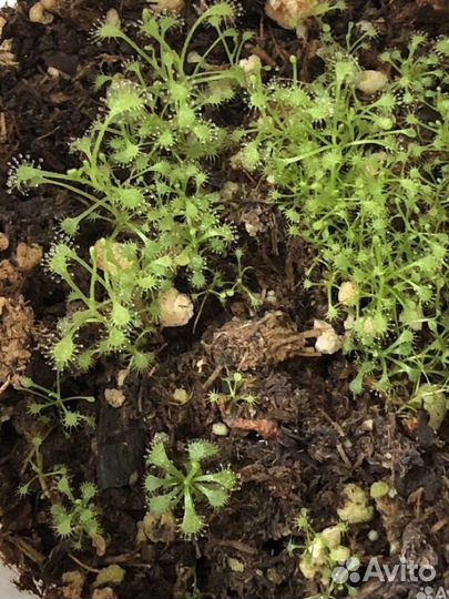 Семена Росянки Капской Альбы