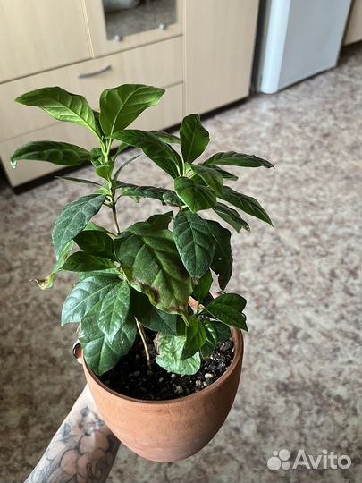 Кофе арабика