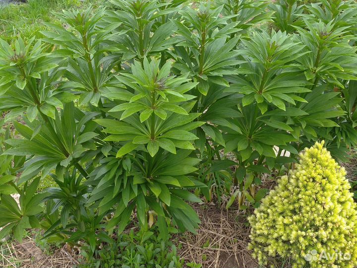 Лилия мартагон