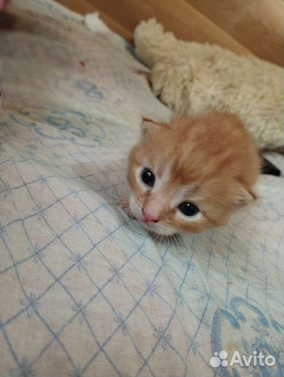 Кошка в дар