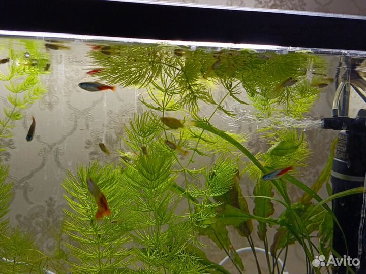 Аквариумные рыбки гуппи